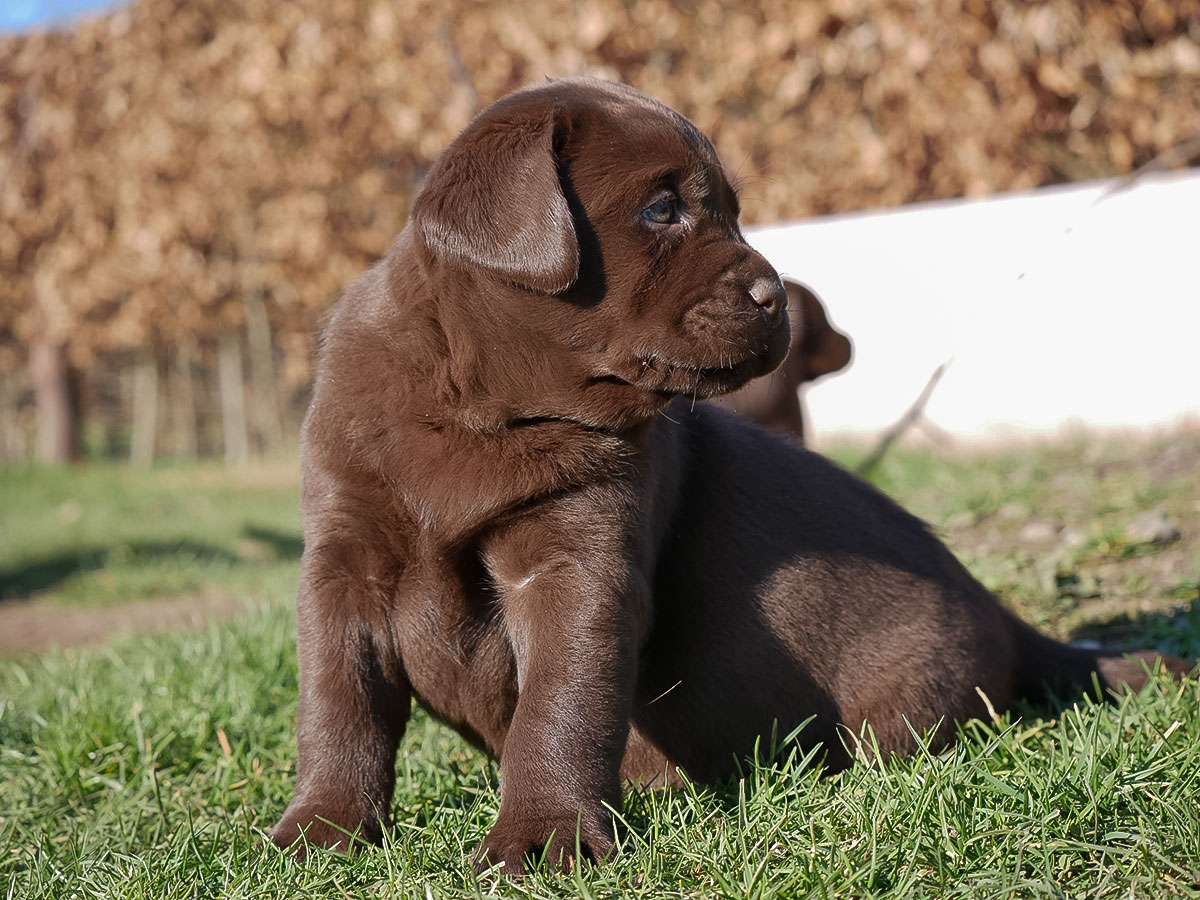 O2-Wurf aus der Dom- und Römerstadt / 6 Wochen alt