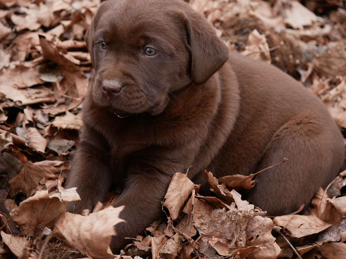 O2-Wurf aus der Dom- und Römerstadt / 7 Wochen alt