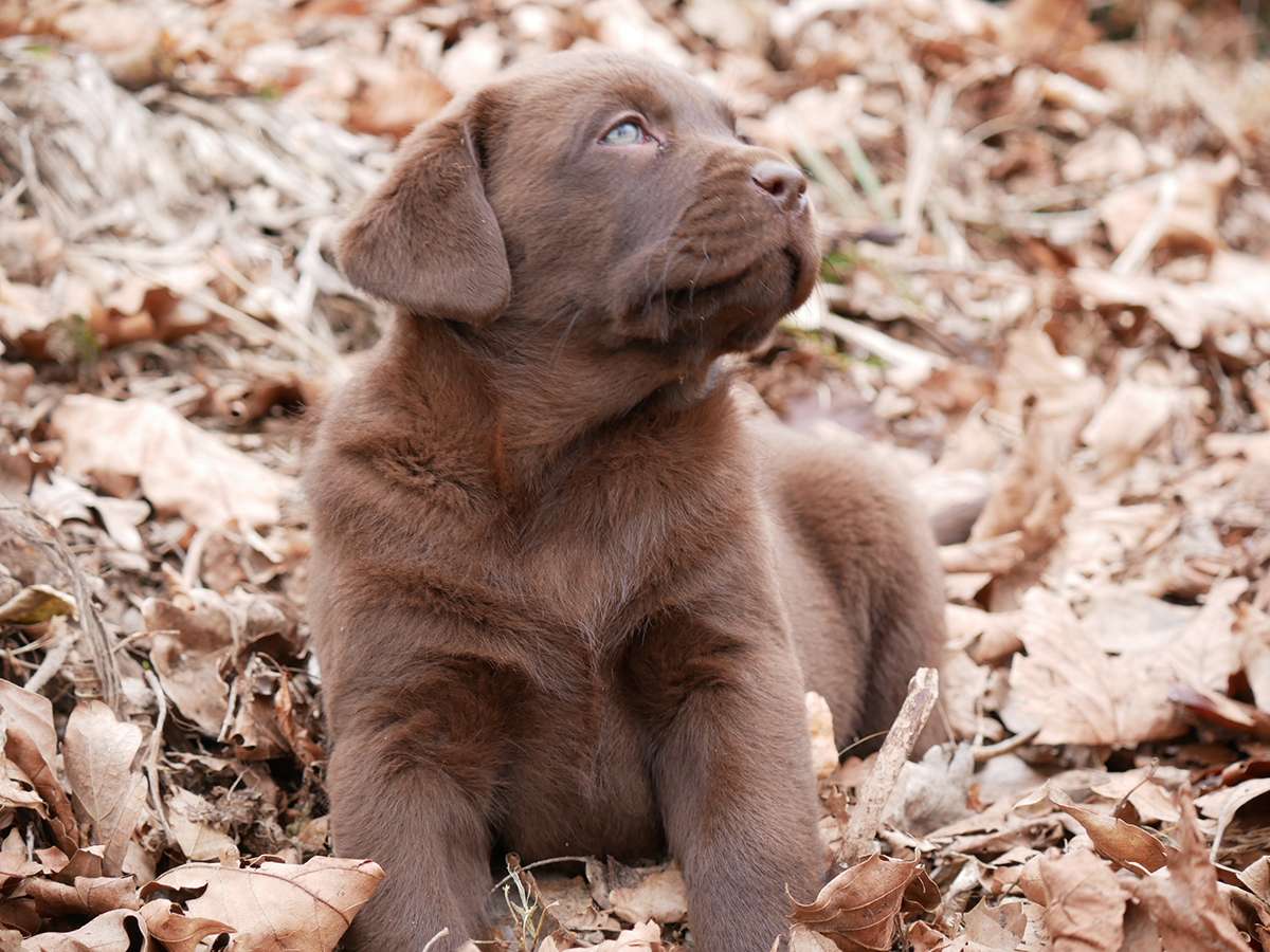 O2-Wurf aus der Dom- und Römerstadt / 7 Wochen alt