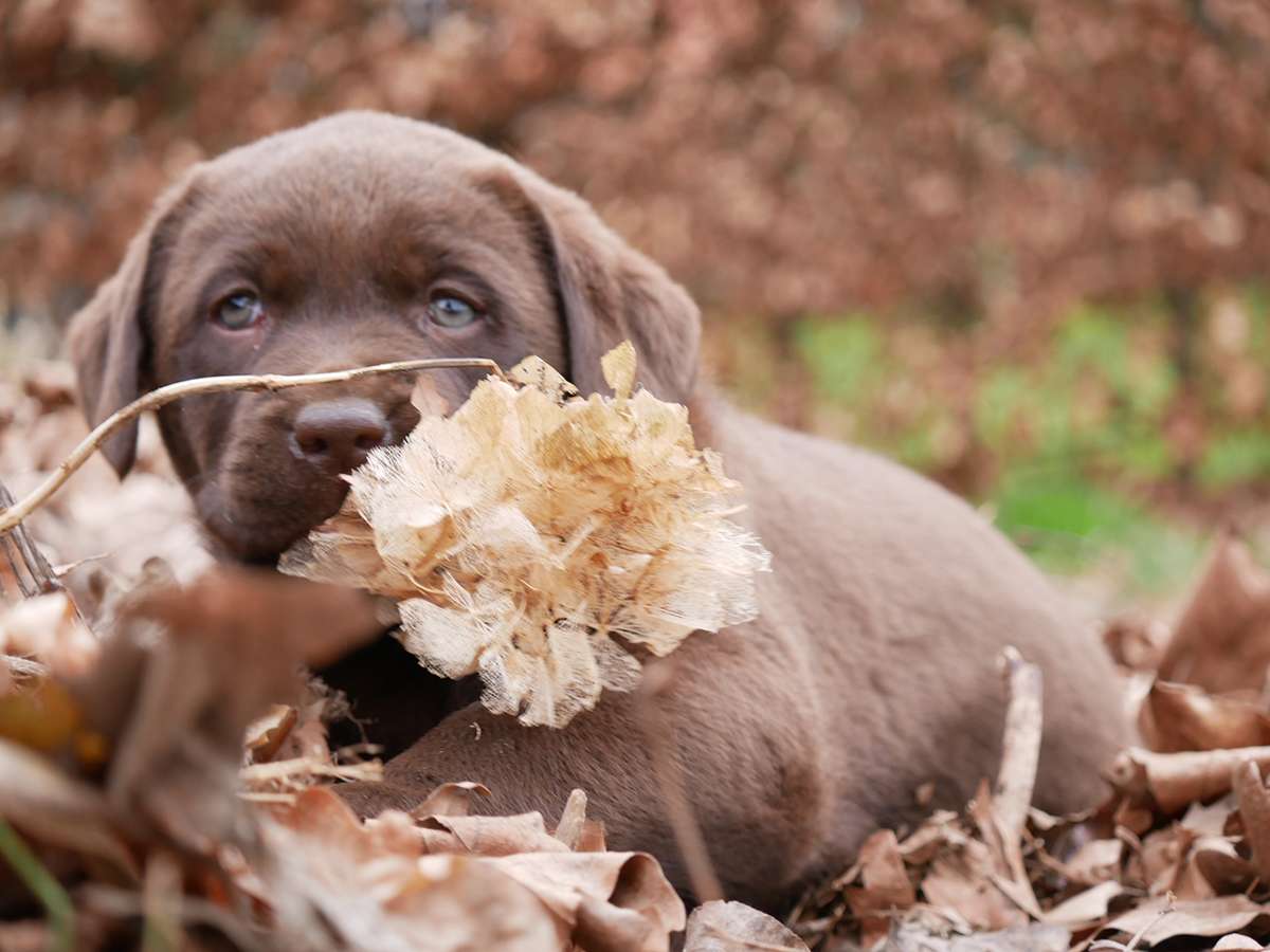 O2-Wurf aus der Dom- und Römerstadt / 7 Wochen alt