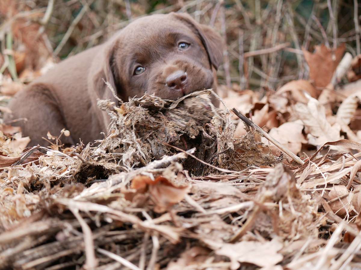 O2-Wurf aus der Dom- und Römerstadt / 7 Wochen alt