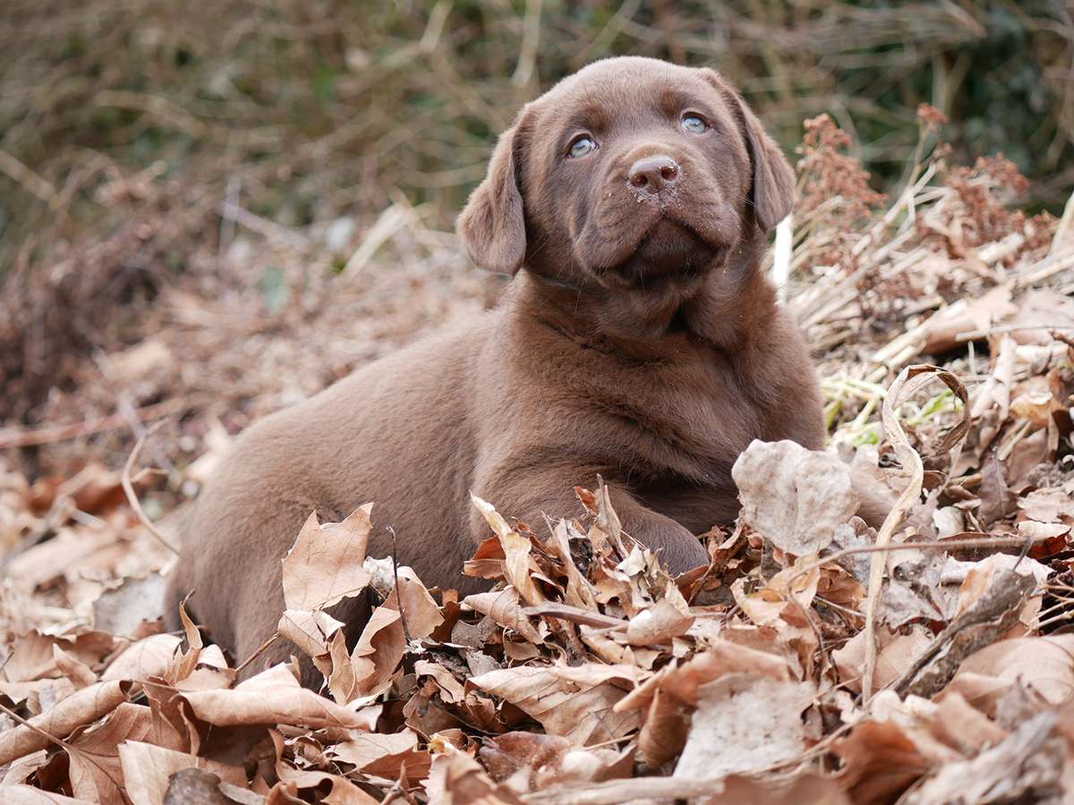 O2-Wurf aus der Dom- und Römerstadt / 7 Wochen alt