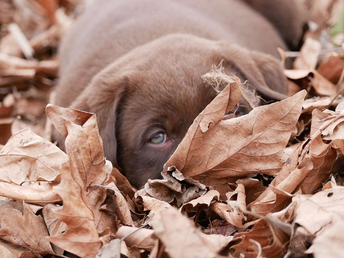 O2-Wurf aus der Dom- und Römerstadt / 7 Wochen alt