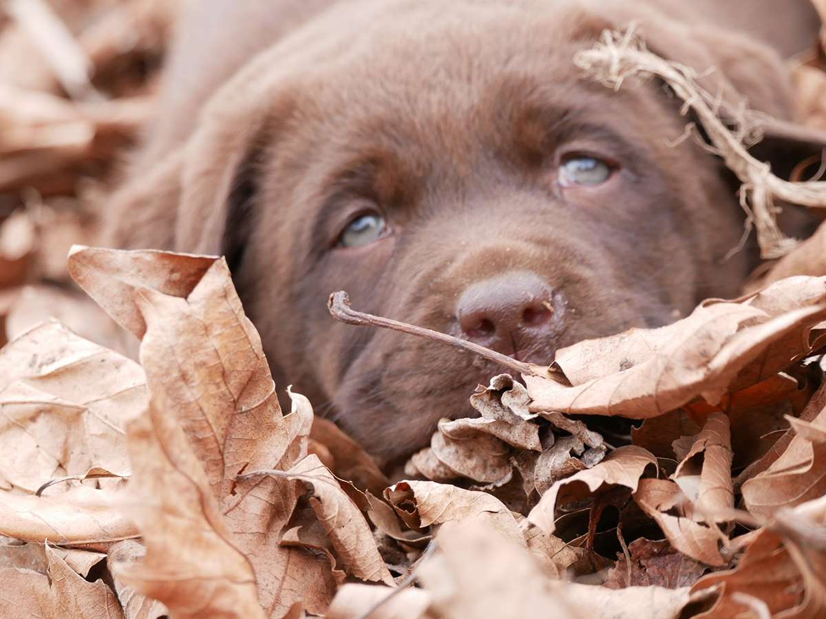 O2-Wurf aus der Dom- und Römerstadt / 7 Wochen alt