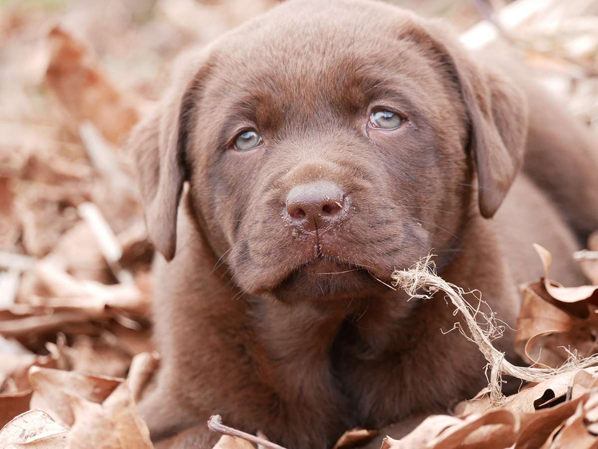 O2-Wurf aus der Dom- und Römerstadt / 7 Wochen alt