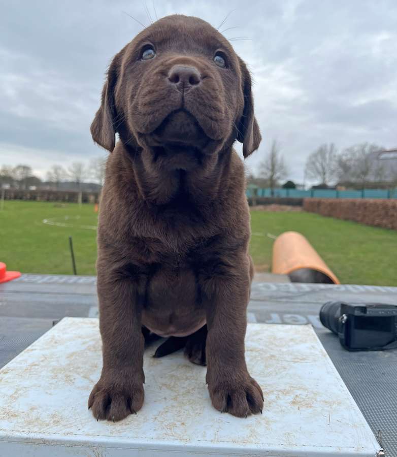 O2-Wurf aus der Dom- und Römerstadt / 7 Wochen alt