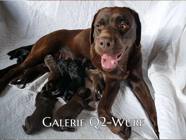 Am 11.10.2025 kurz nach Mitternacht (0:30h) ging es los und mittags um 12:15h war der Wurf komplett. Wir haben 4 chocolate Rüden, 2 schwarze Rüden und 2 chocolate Hündinnen. 