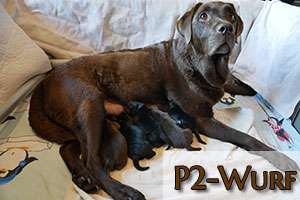 P2-Wurf Galerie 06.10.2025