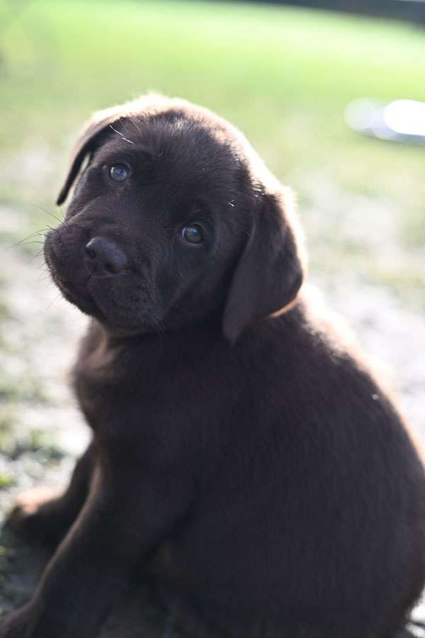 P2+Q2-Wurf_015 P2+Q2-Wurf