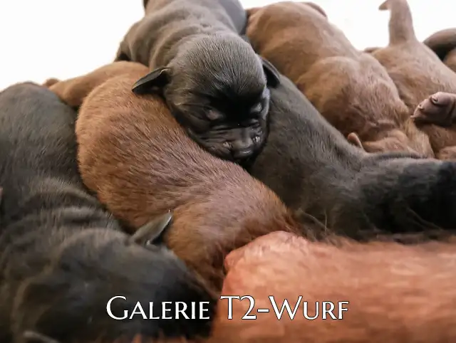 Galerie T2 Wurf