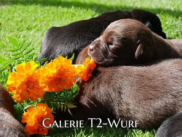 Unser T2-Wurf ist schon 17 Tage alt!