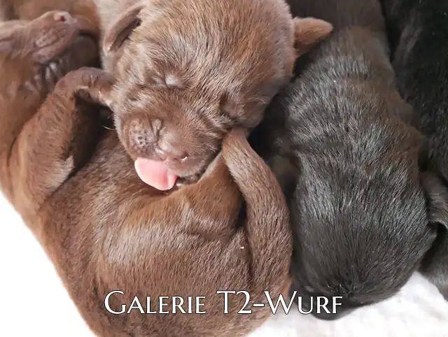 Die kleinen Mäuse entwickeln sich prächtig und in der Wurfkiste ist alles in allerbester Ordnung. 💕 Mama und Welpen sind wohlauf – alles ist im grünen Bereich.